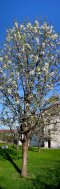 Blooming cherry tree in Thaur (near Innsbruck, Tyrol, Austria)