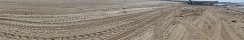 Traces des tracteurs vacuant les algues sur la plage (Grandcamp-Maisy, Calvados, France)