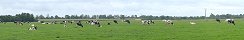 Grazing Cows in Gfosse-Fontenay (Calvados, France)