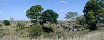 Buffles d'eau dans le parc national de Kruger (Afrique du Sud)