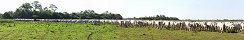 Brahma Zebu Cattle Drive in South Mato Grosso (Pantanal, Brazil)