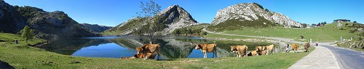 Click here to download wp_asturianvalleycattle.zip
