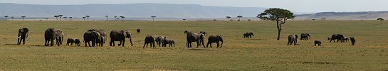 Click here to download wp_elephantpod.zip