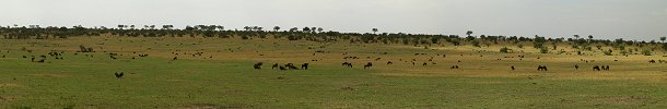 Click here to download wp_wildebeestsgrazing.zip